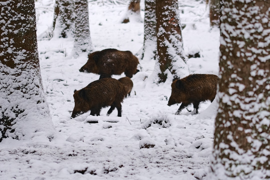 Photo Boar bristles